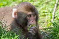 Zoo de Granby : la Santé publique lance un avis après un contact avec un macaque japonais